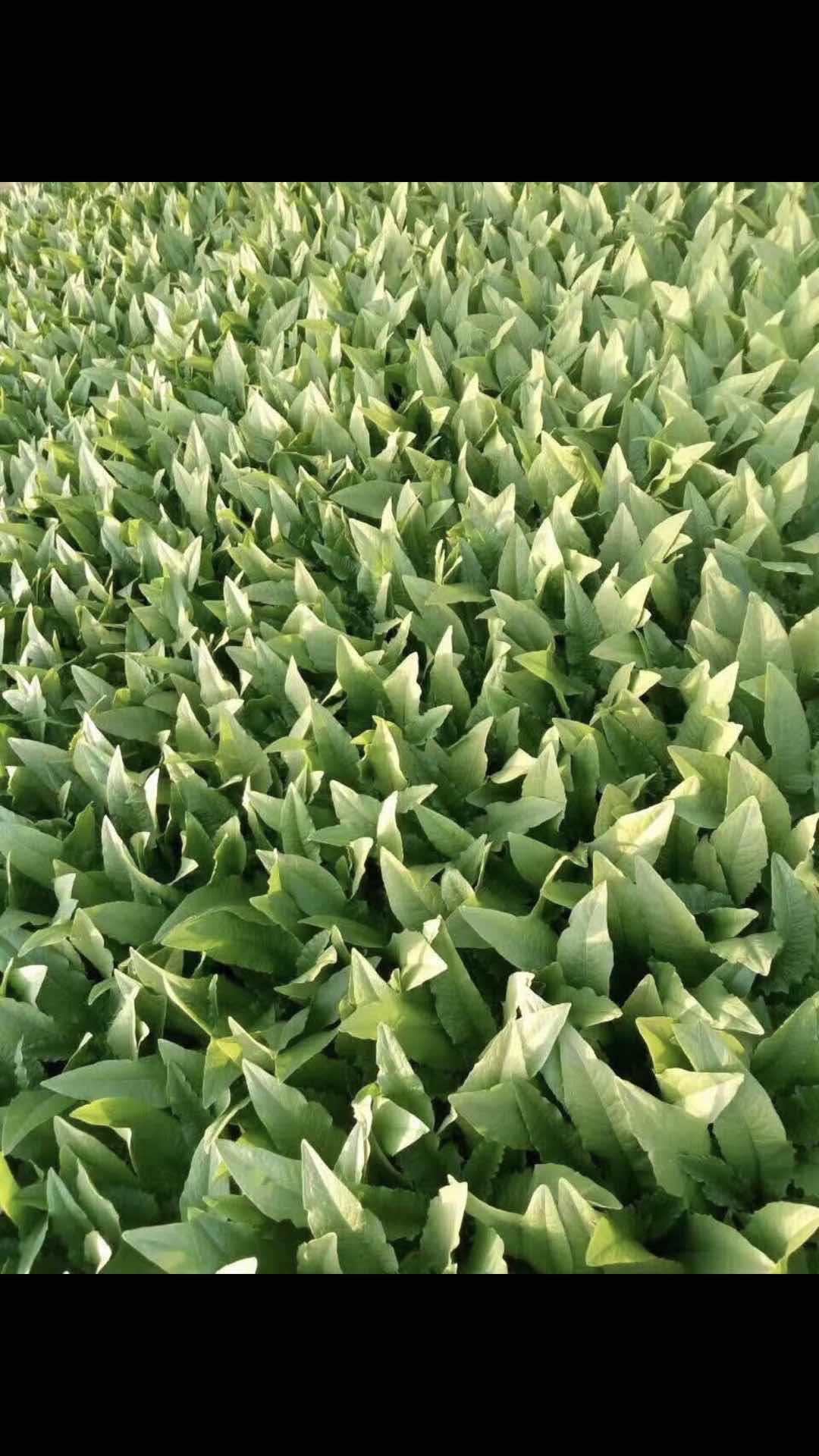 大油麦  各种精品叶菜