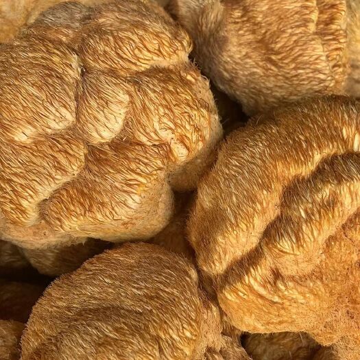 海林市东北猴头蘑 干品猴头菇