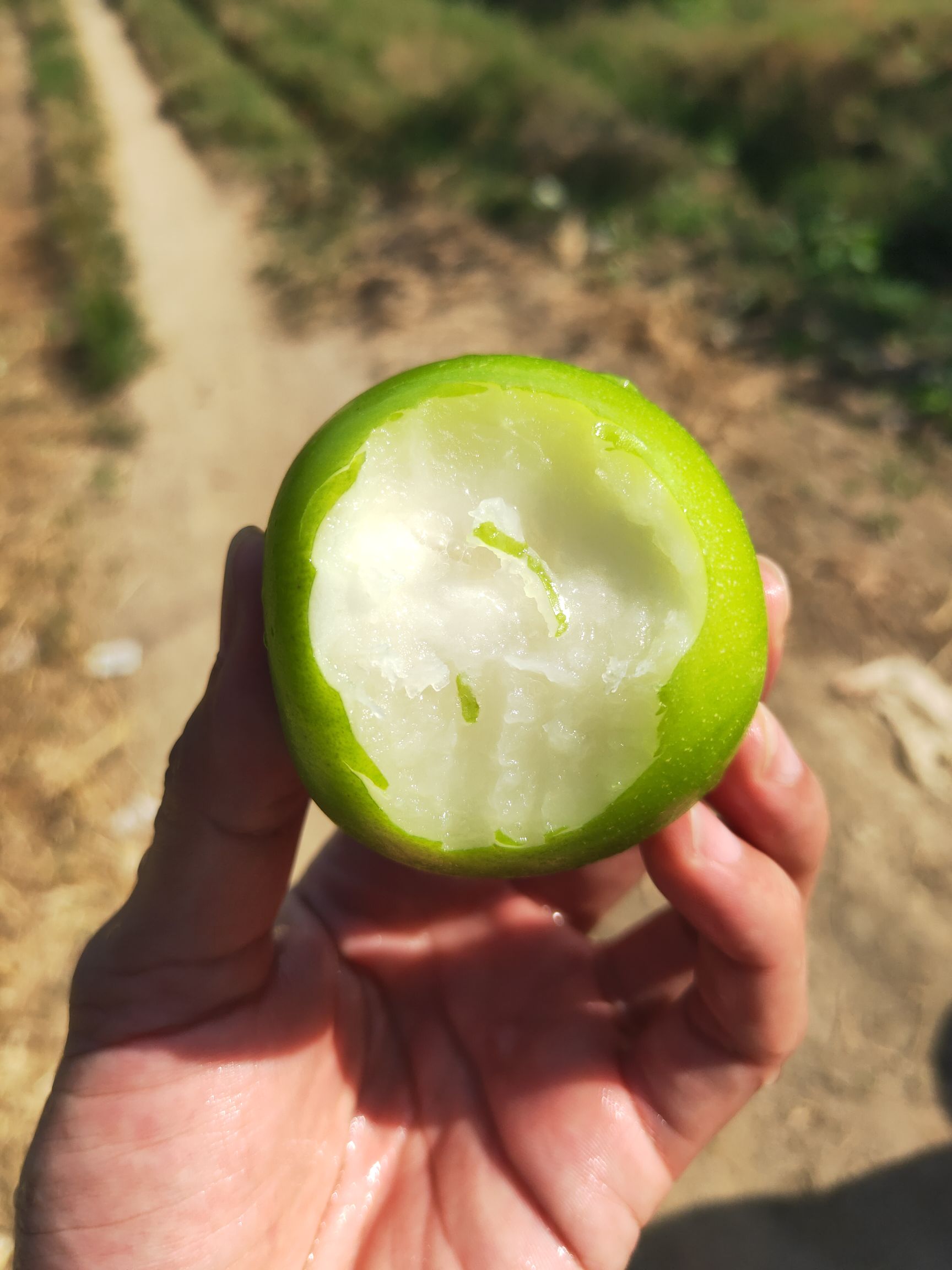 蜜枣  福建牛奶枣/支持一件代发