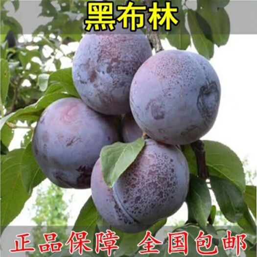 黑布林苗  黑布林李子苗，基地直销保证质量栽皮薄肉多香甜可口
