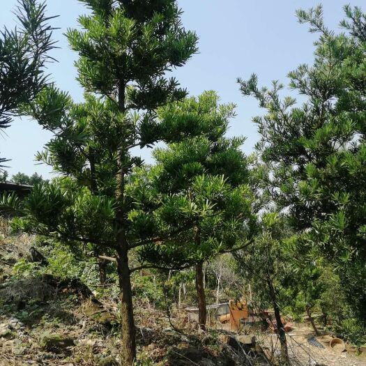 佛山兰屿罗汉松 罗汉松，高2米，直径5至8公分