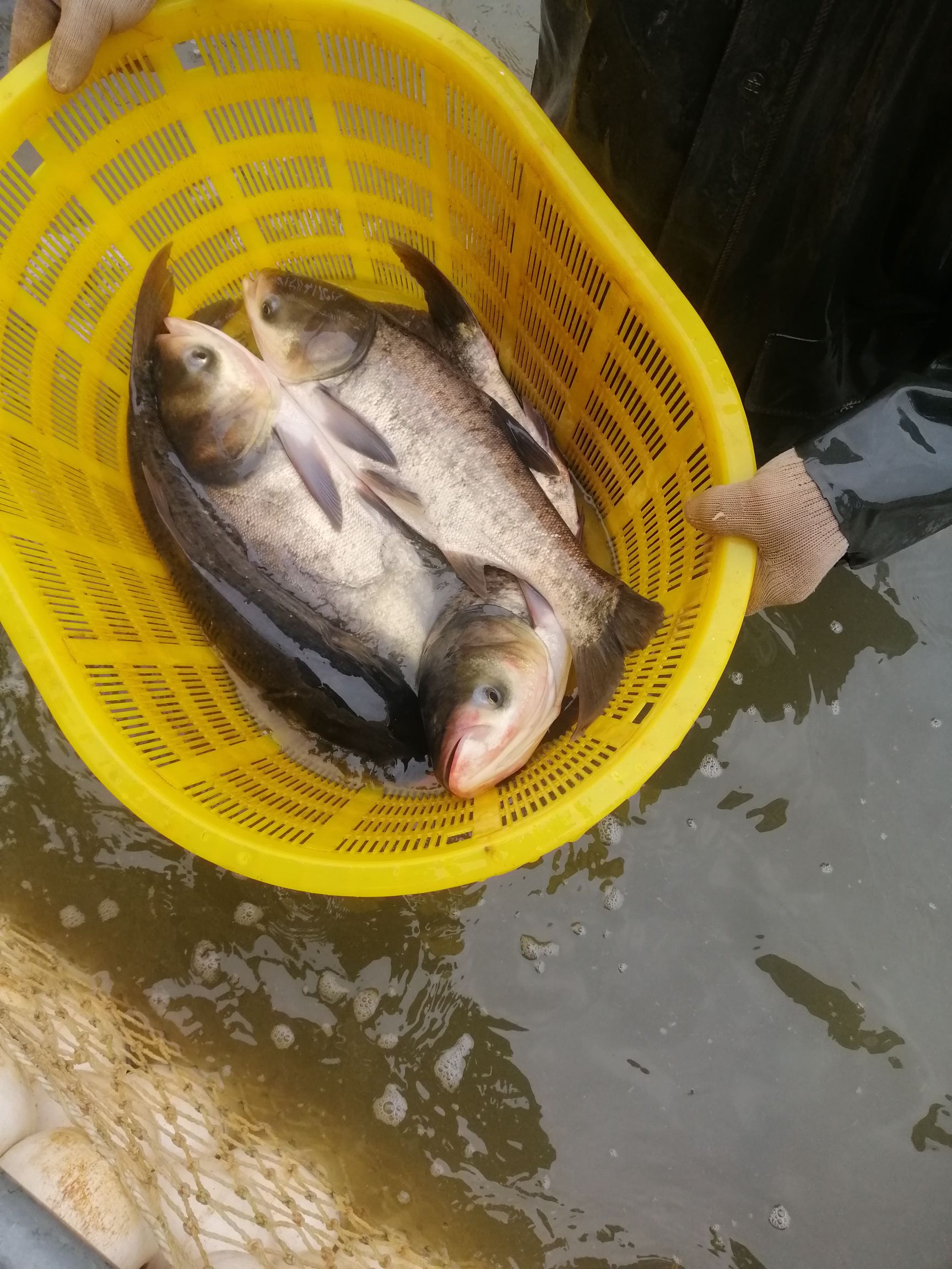 雄鱼  花鲢  江西大型水面和湖面养殖花白鲢大量出售