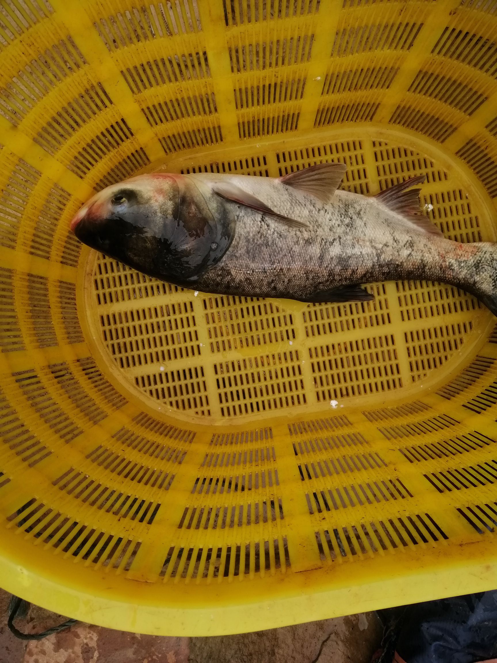 雄鱼  花鲢  江西大型水面和湖面养殖花白鲢大量出售