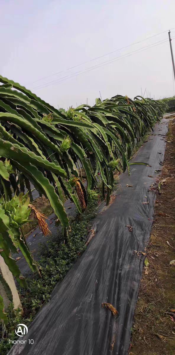 抗老化、抗暴晒材质防草布，优质防草布，可循环用