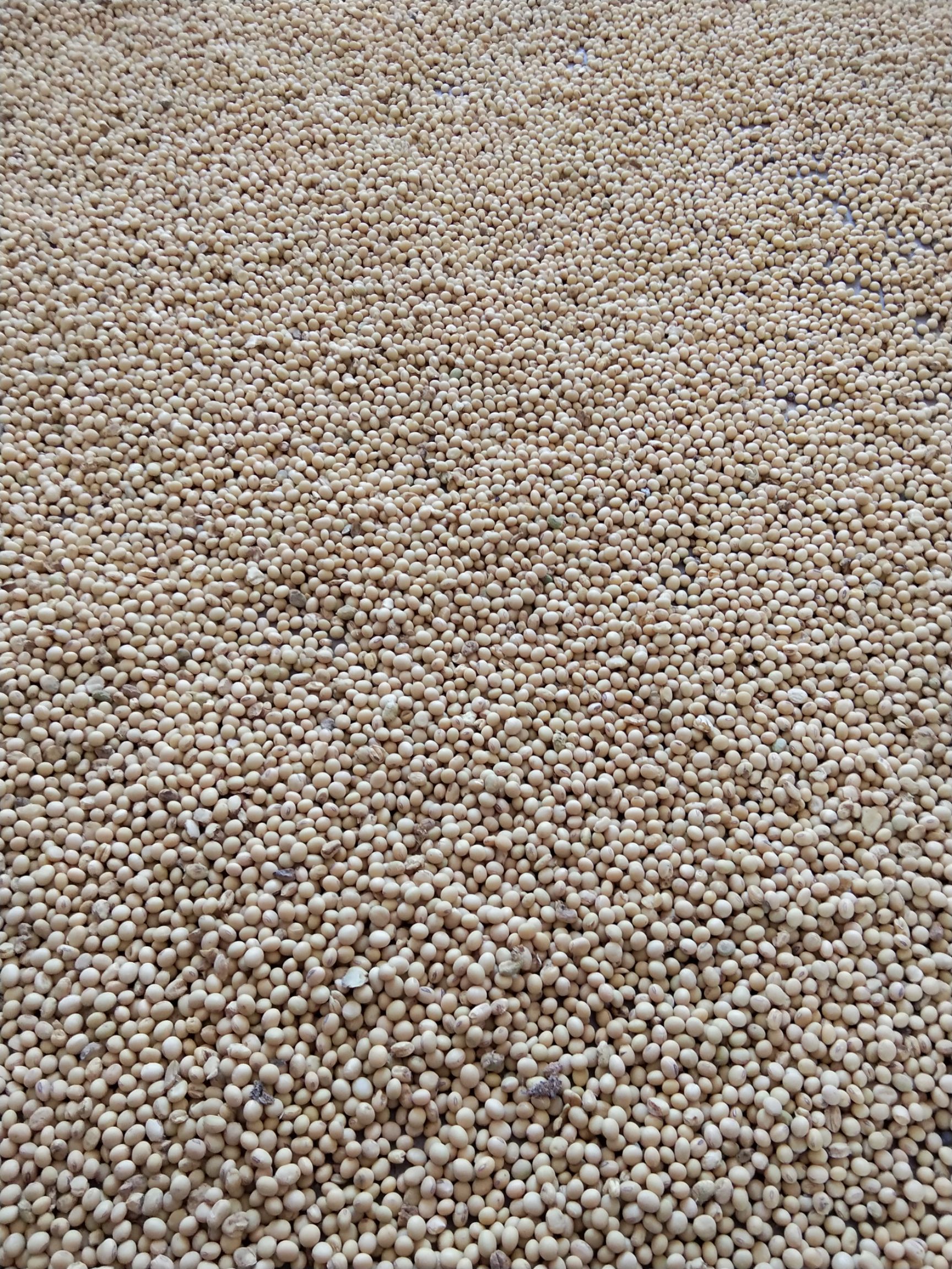 中黄13黄豆 自家种的黄豆绿色食品无公害