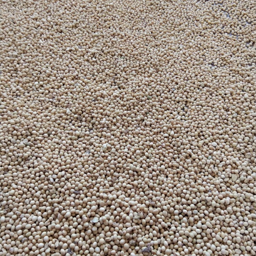 来宾中黄13黄豆 自家种的黄豆绿色食品无公害