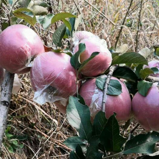 青岛红富士苹果 山东省青岛市黄岛区 膜袋