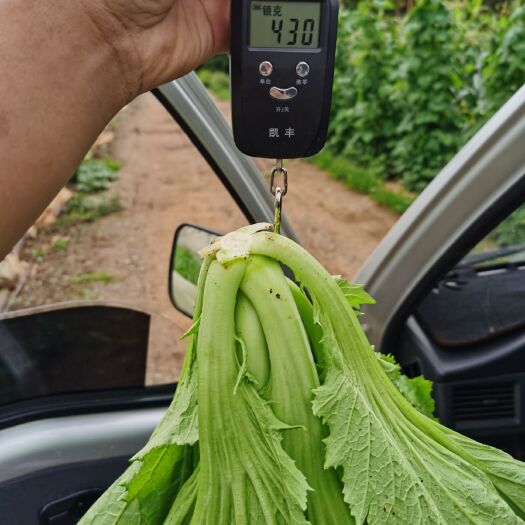 嵩明县包心芥菜  实力代办，全年有货，基地直供，量大从优，质量保证