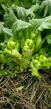 彭州市四川儿菜  儿菜