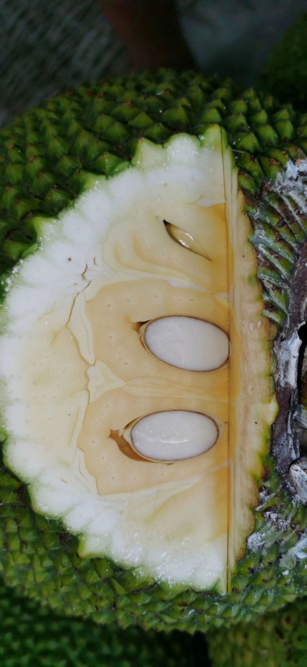 越南红肉菠萝蜜