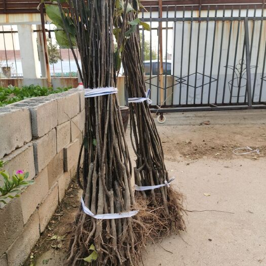 泰安秋月梨树苗 嫁接苗 