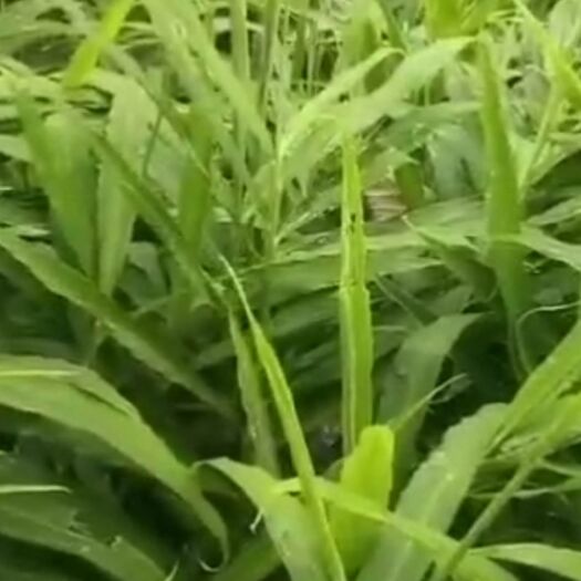 田林县土姜 瑶家自种山地姜