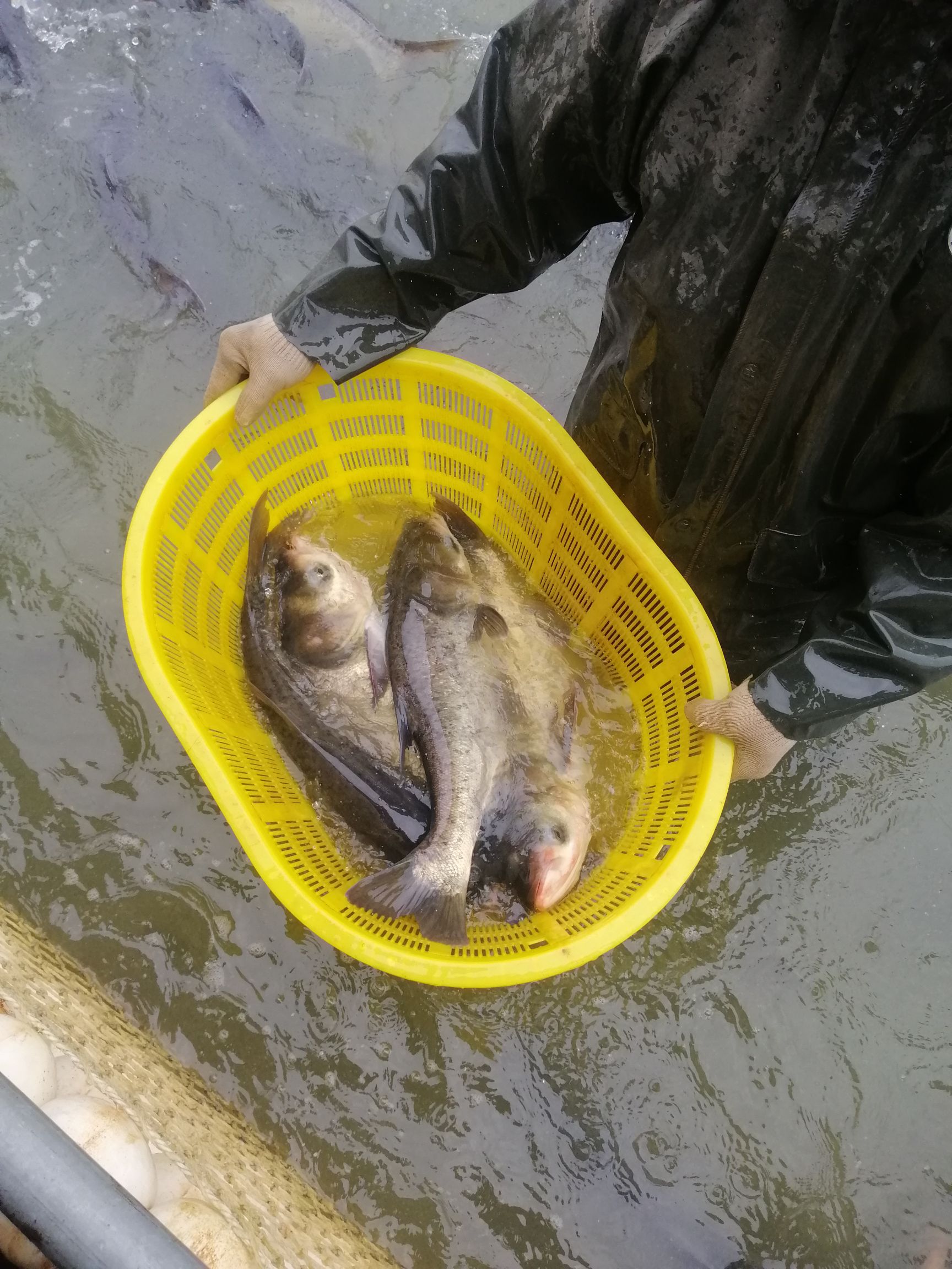 雄鱼  花鲢  江西大型水面和湖面养殖花白鲢大量出售