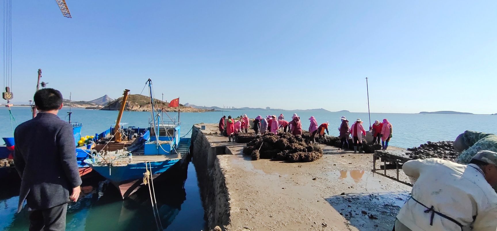 山东海阳生蚝养殖基地大量出货