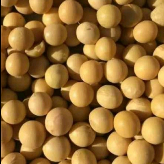 齐齐哈尔黄大豆 生大豆 1等品 
