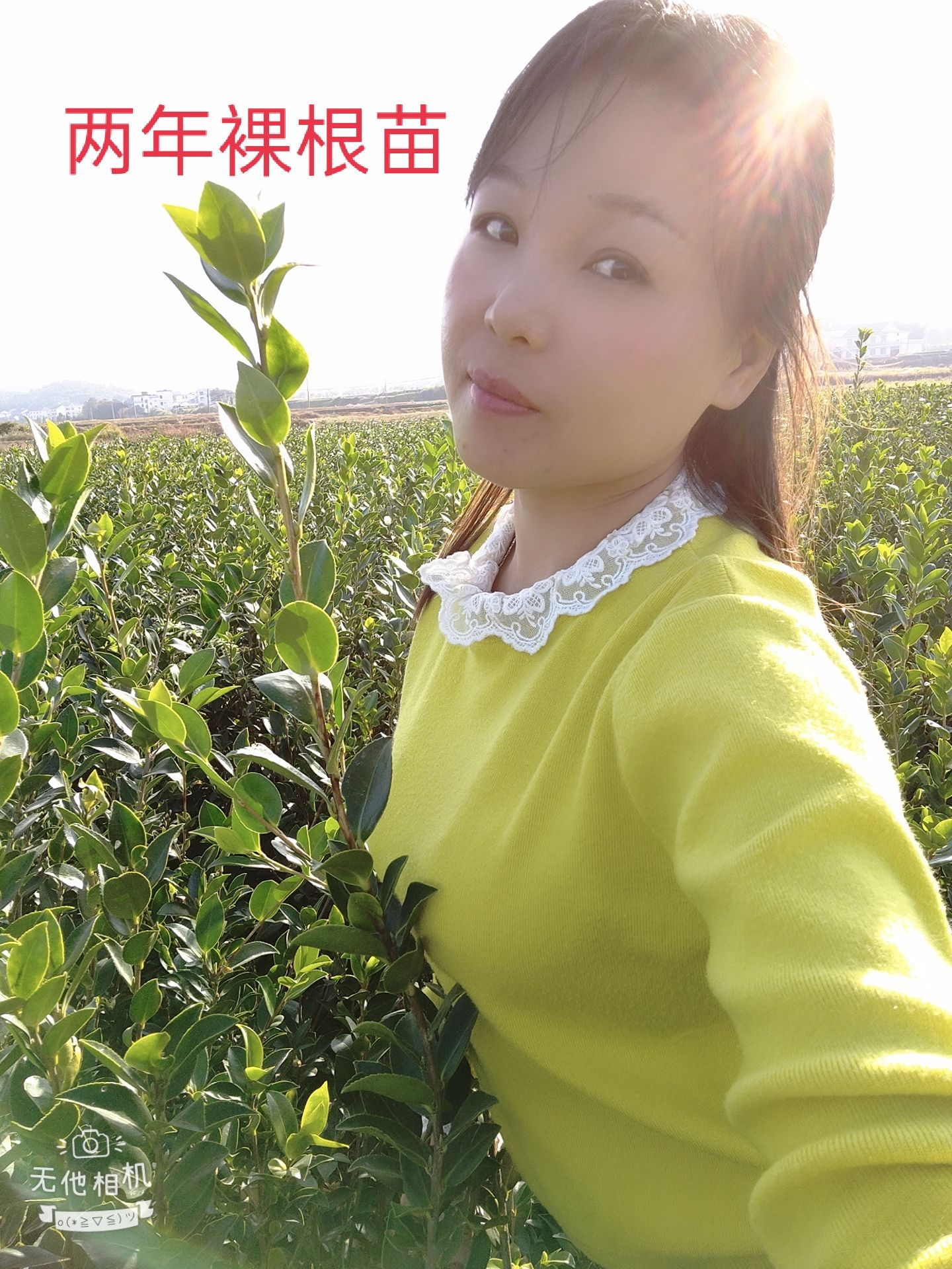 油茶树苗  嫁接油茶苗各品种大批量出售，欢迎选购