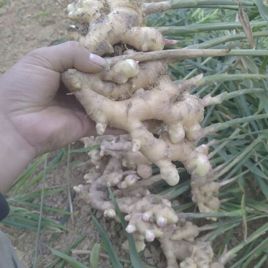 贺州肉姜  小黄姜都有