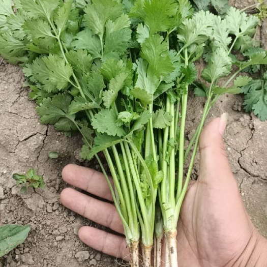 新民市青香油麦菜  主营：生菜，油麦菜，小白菜，苦菊，油菜，唐菜