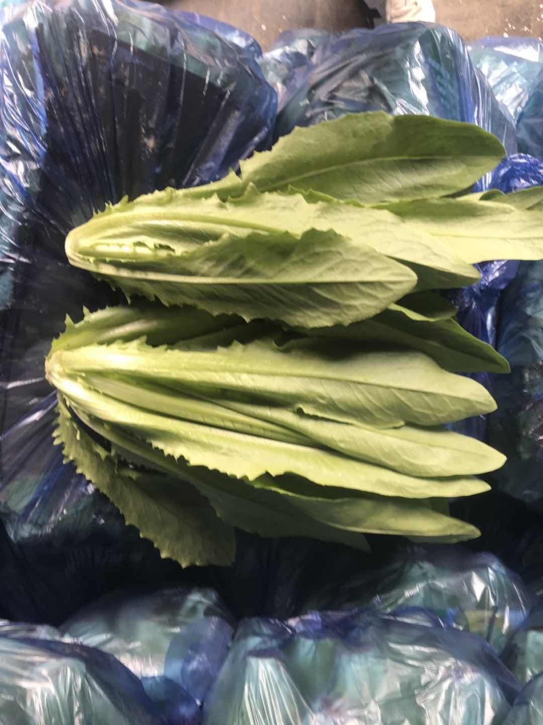大油麦  各种精品叶菜