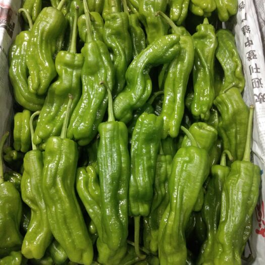 重庆市 甘肃无公害蔬菜，薄皮椒，口干爽歪歪