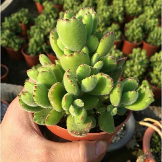  熊童子多肉砍头苗 熊童子小熊掌多肉砍头批发，每个砍头4-6片