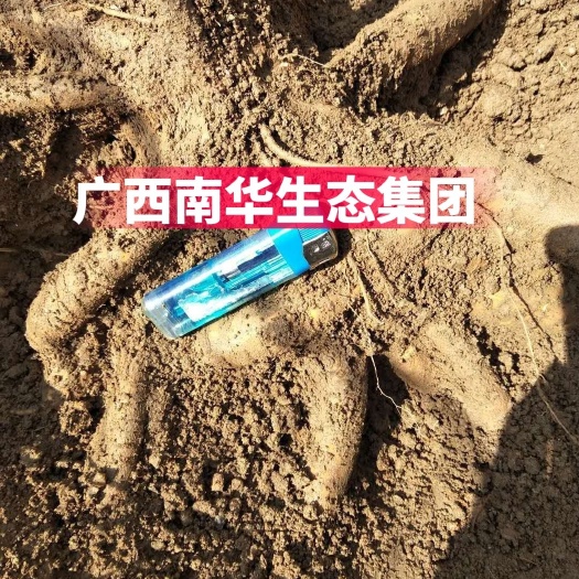 牛大力苗，小叶！高产又快速，全程技术指导，包回收！