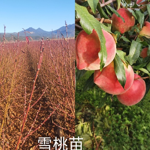 丽江雪桃苗，雪桃苗基地
