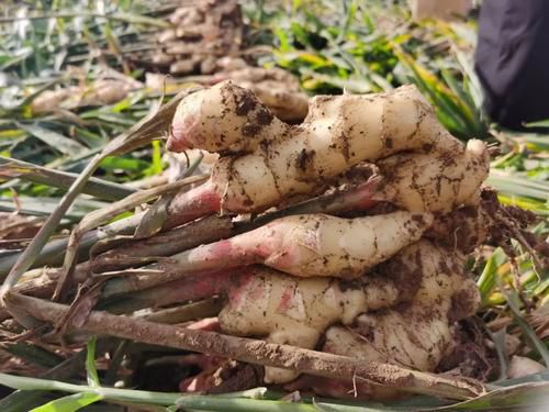 小黄姜  新鲜出土