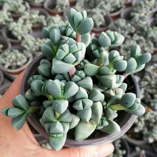  鹿角海棠多肉砍头苗！ 鹿角海棠多肉砍头批发，100个起！长度
