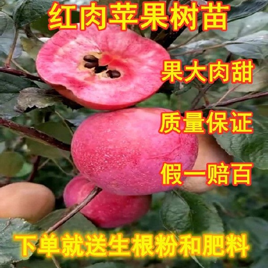 平邑县 红肉苹果树苗  品质优良 品种保证 质量可靠 果大肉甜