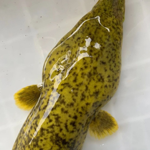 河源 30-60cm 鲜活水产 2公斤以上