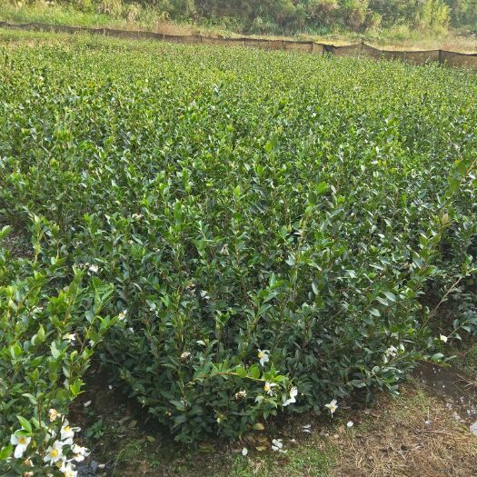 攸县油茶树苗