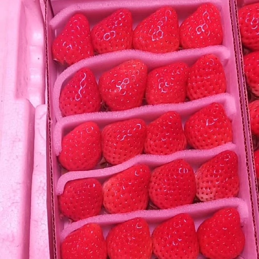 长丰县长丰草莓  草莓