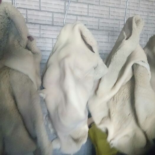 文水县山西梁新鲜牛杂 牛副产品直销 文水县现宰现发