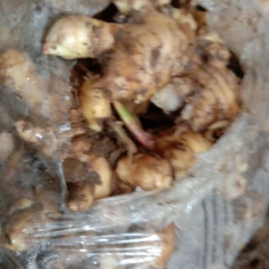 莒县肉姜 混装通货 带土 