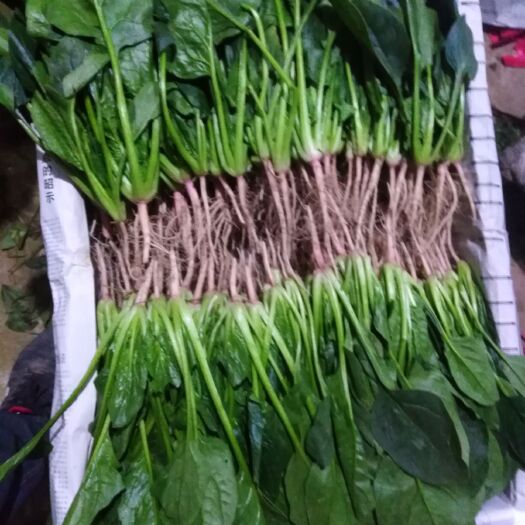滑县菠菜 波菜，叶面鲜亮，根不不带土，无黄叶
