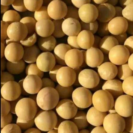 齐齐哈尔黑龙江大豆 生大豆 1等品 