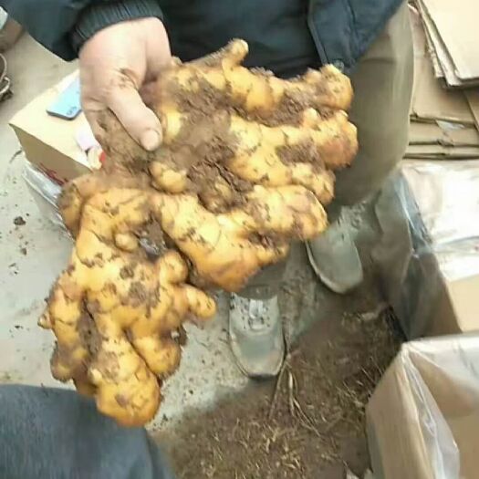 沂水县老姜  山东【窖存生姜】【大黄姜】小黄姜常年产地批发直供