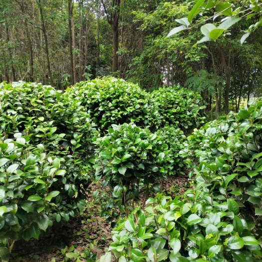长沙县供应大叶中叶七芯茶花球
