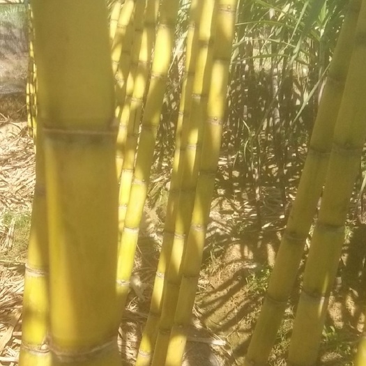 龙州县黄皮果蔗 亮货
