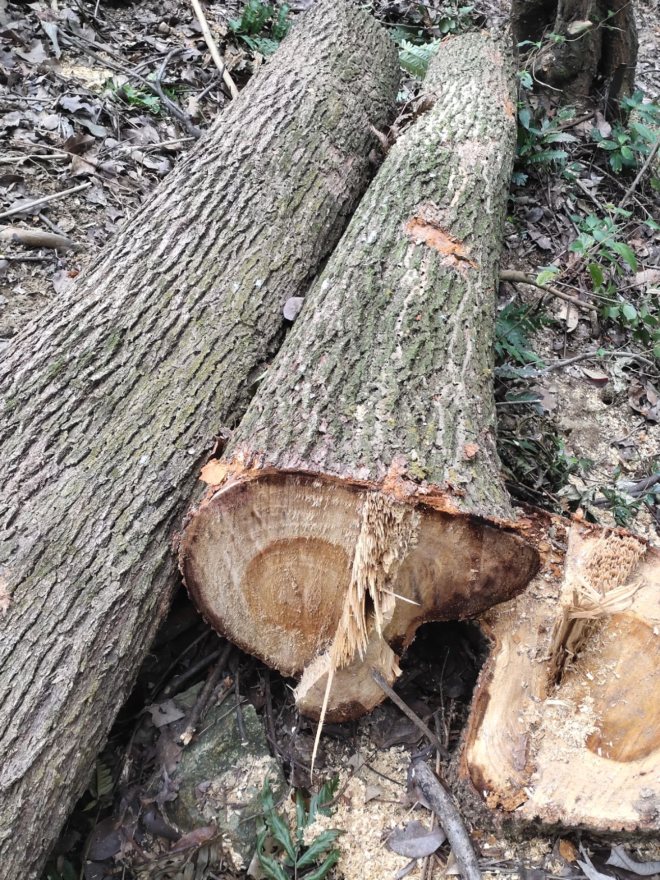 木材 大量出售 松木 杂木 杉木 原木