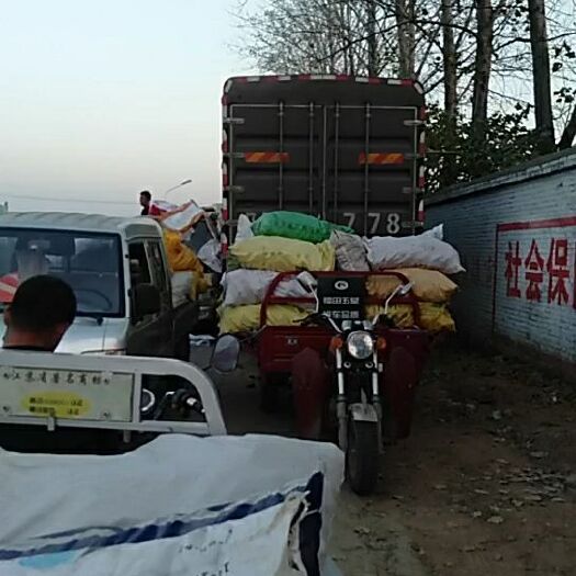 沈丘县青泡椒  长年代办青椒，301青椒，线椒，薄皮椒量大长期有货