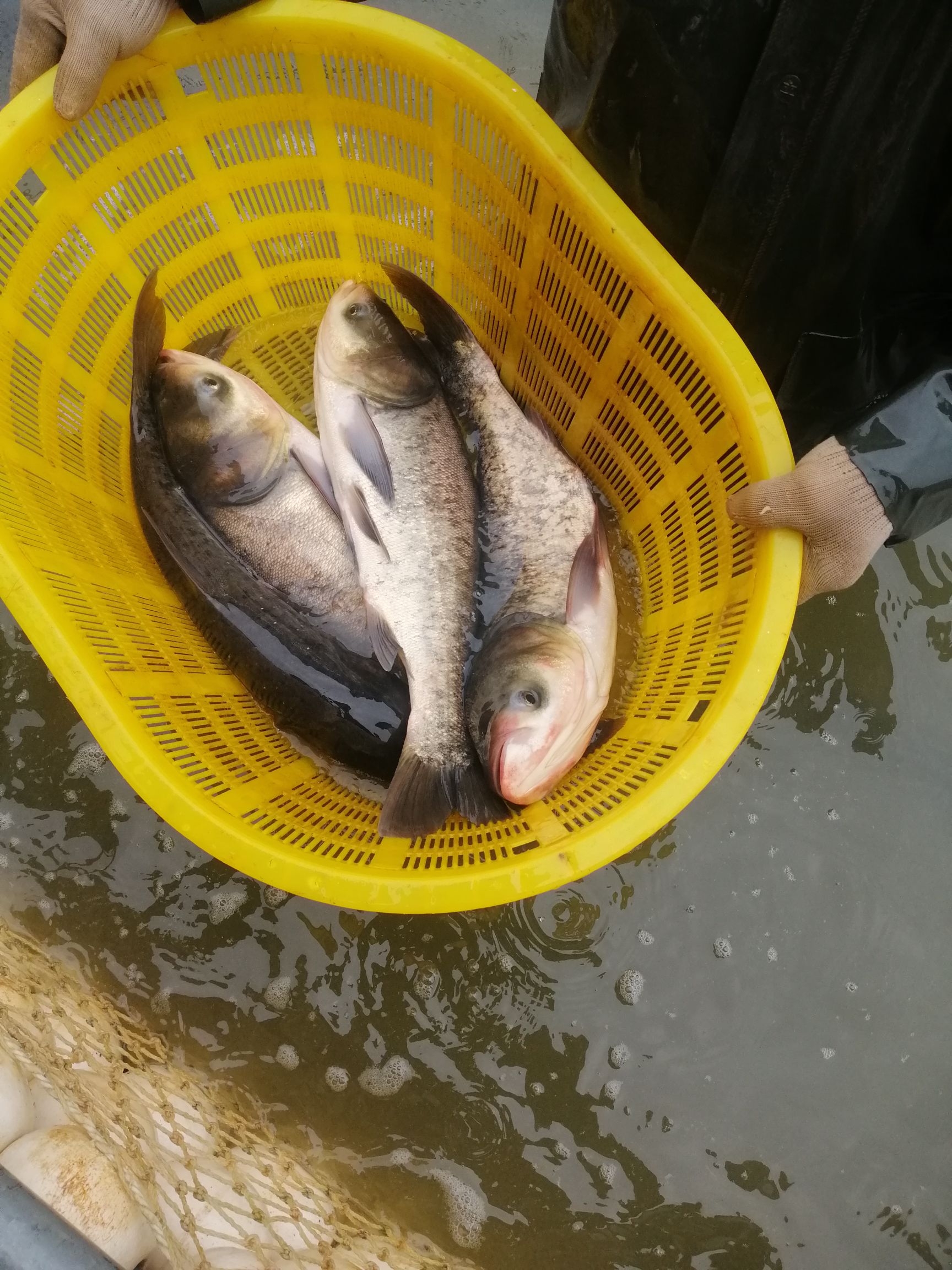 雄鱼  花鲢  江西大型水面和湖面养殖花白鲢大量出售