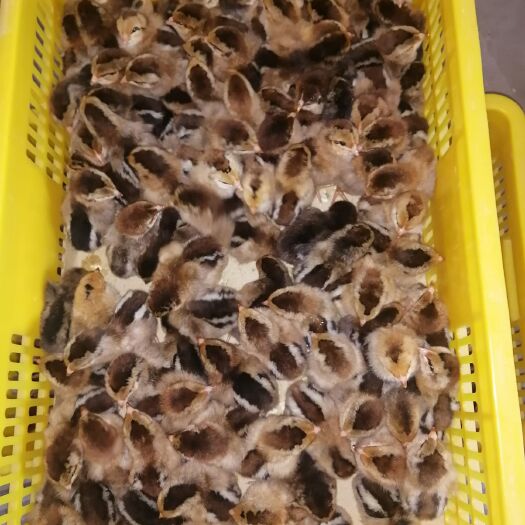 广州K9麻黄鸡苗  鸡苗
