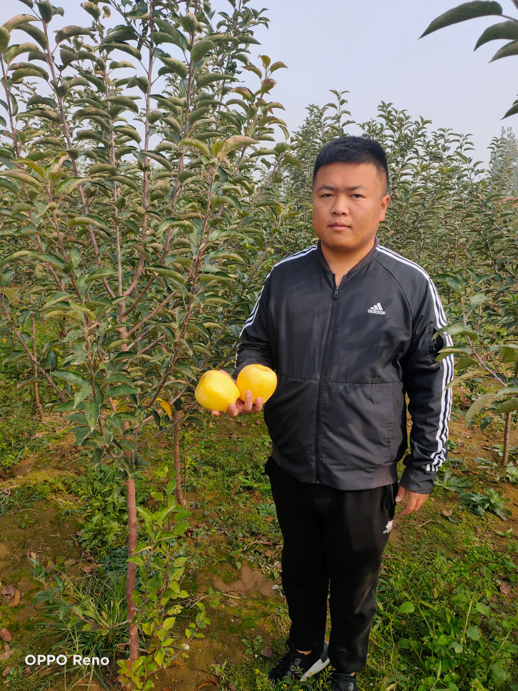 维纳斯黄金苹果苗  维纳斯黄金苹果树苗，优质中晚熟苹果新品种