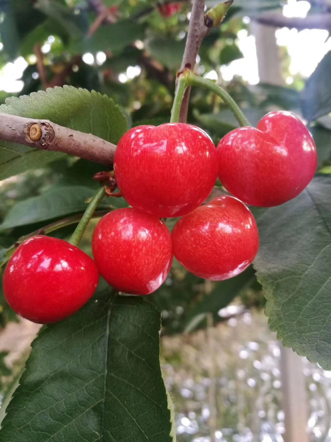 红灯樱桃苗供应 短把红灯樱桃树苗基地 现挖现卖