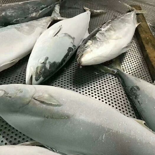 绥芬河市 黄金鲅鱼大量到货，现在订购中