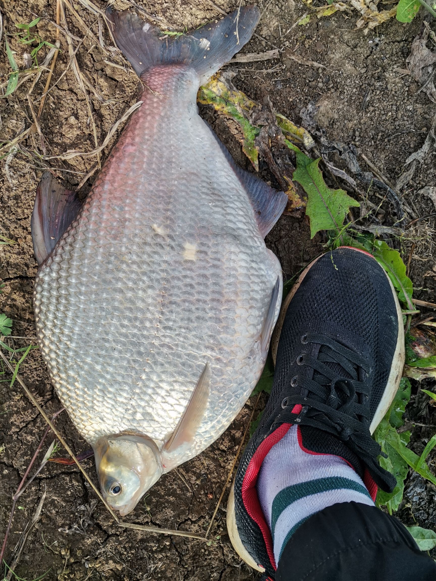  大规格鳊鱼