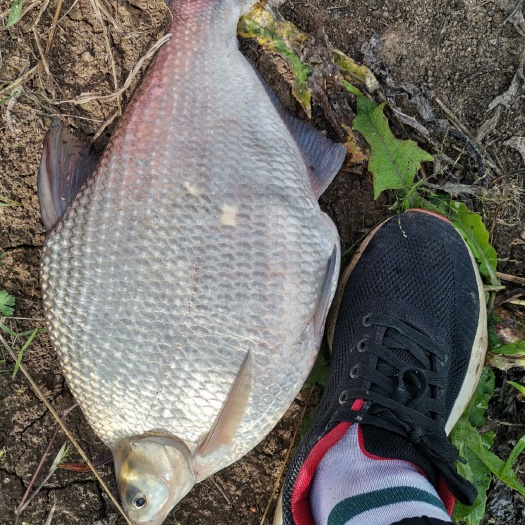 武汉 大规格鳊鱼