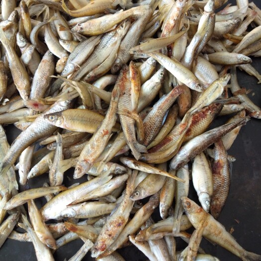 浏阳市火焙鱼 水库里的小麦穗和小虾米，用米糠烟熏而成，纯正的湖南口味！